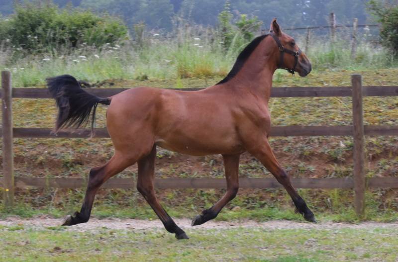 Colt PRE Pure Spanish Bred For sale 2024 Bay