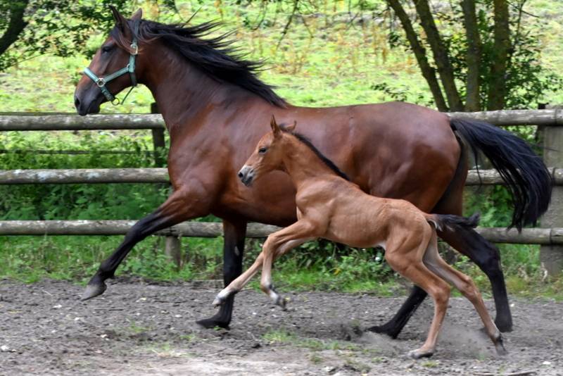 Colt PRE Pure Spanish Bred For sale 2024 Bay