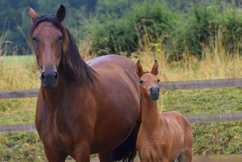 Colt PRE Pure Spanish Bred For sale 2024 Bay