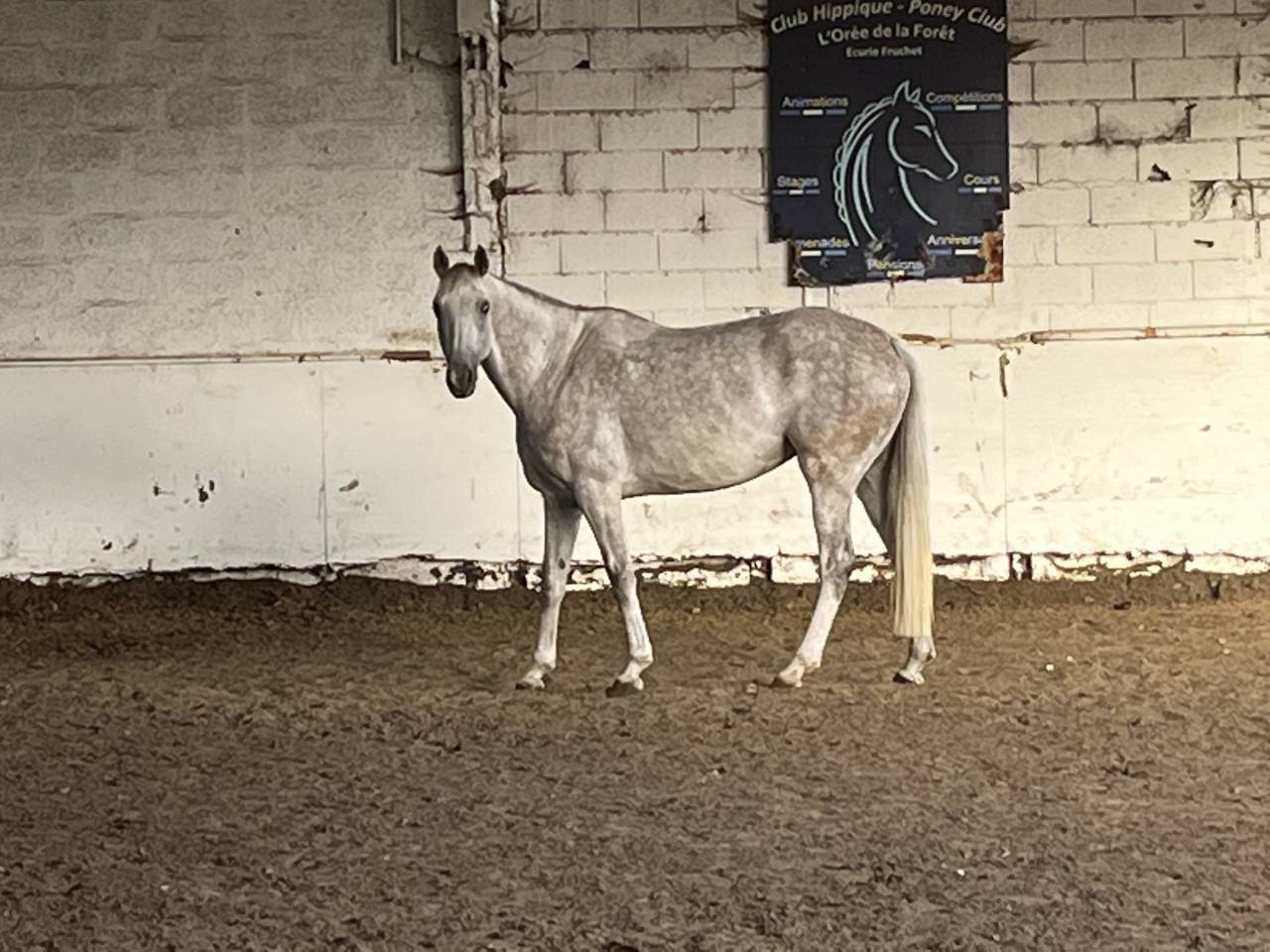 Mare Selle Français For sale 2016 Grey
