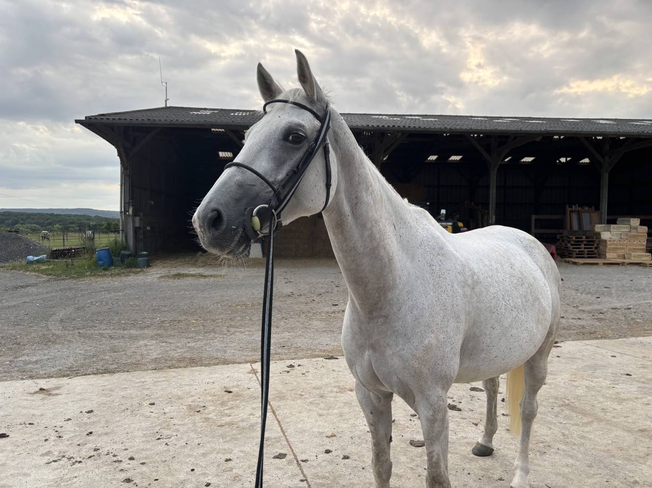 Mare Selle Français For sale 2016 Grey