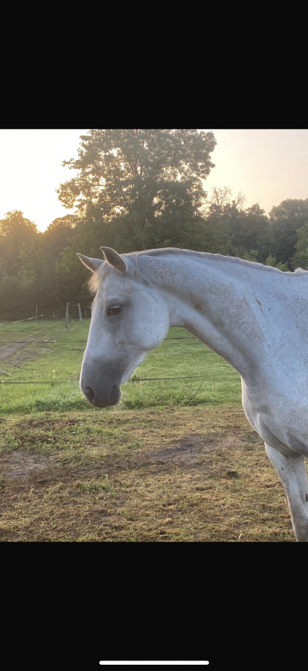 Mare Selle Français For sale 2016 Grey