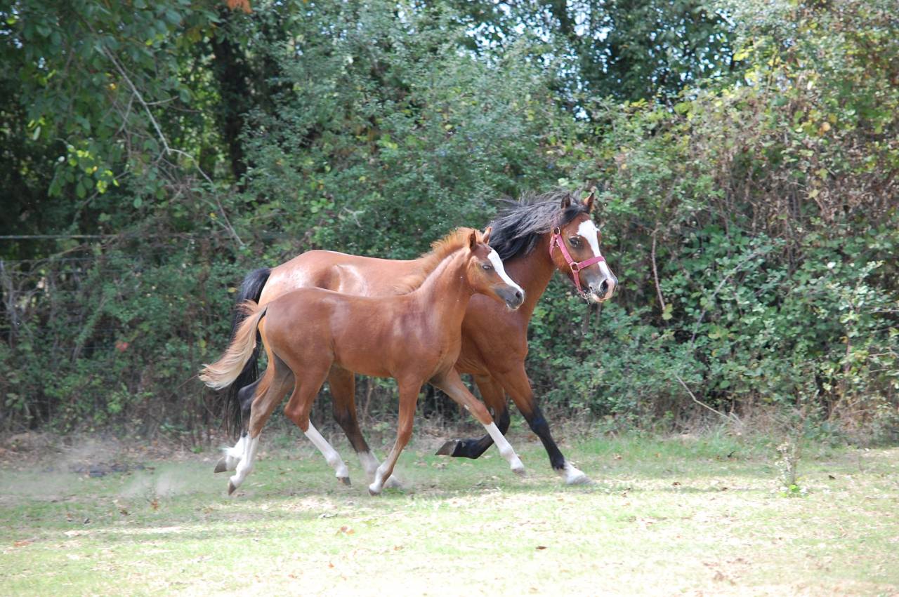 Filly Welsh Pony (Section A) For sale 2025 Chesnut