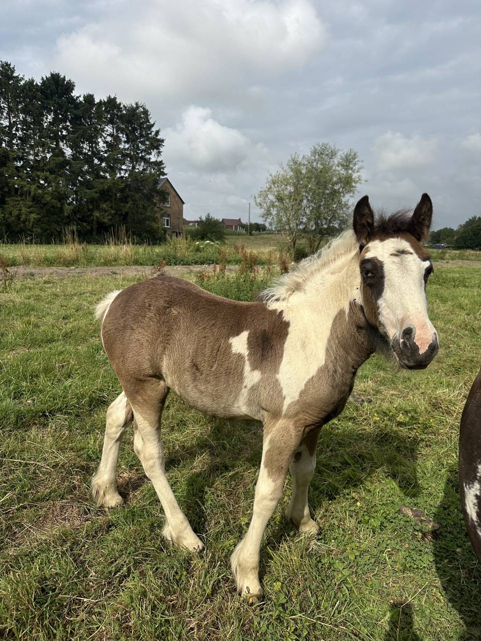 Filly Tinker For sale 2025 Coloured