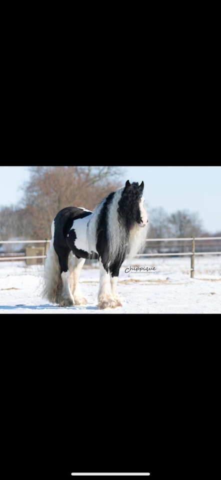 Filly Tinker For sale 2025 Coloured