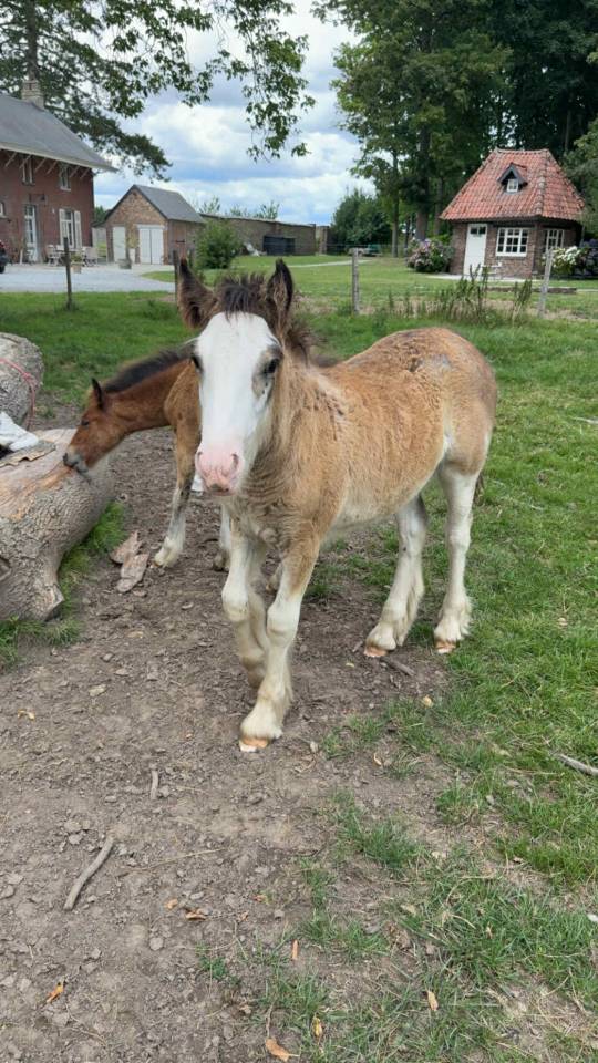 Filly Tinker For sale 2025 Coloured