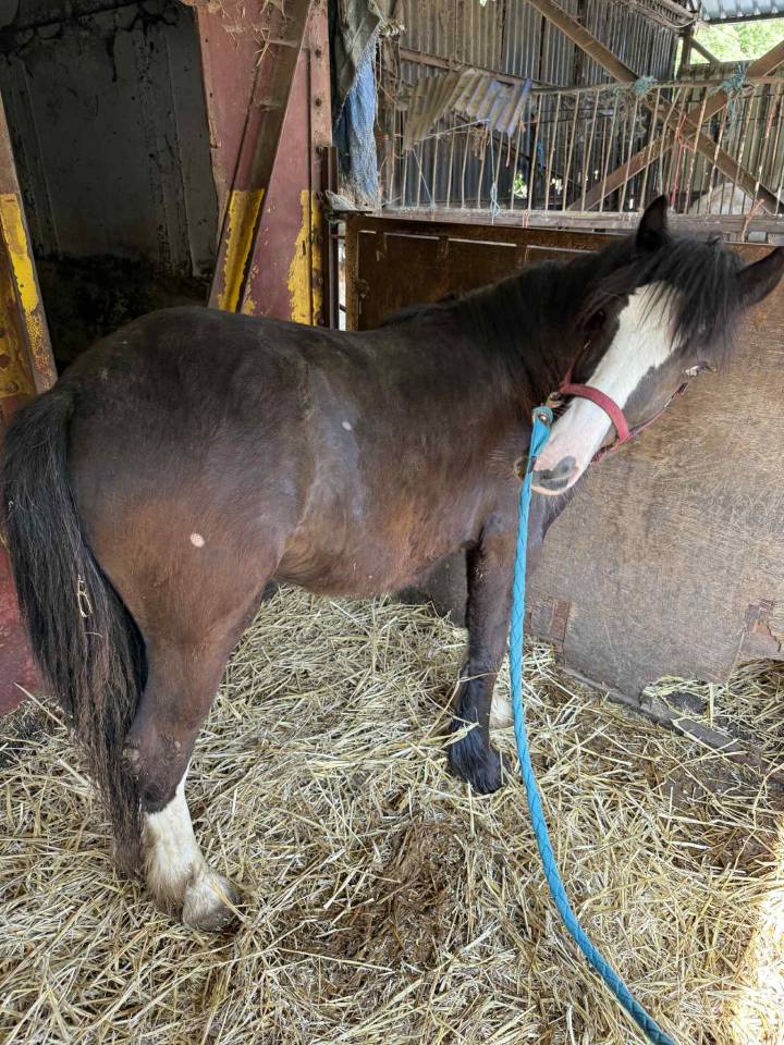 Filly Tinker For sale 2025 Coloured