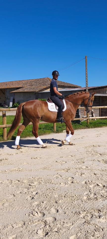 Gelding Lusitano For sale 2019 Chesnut