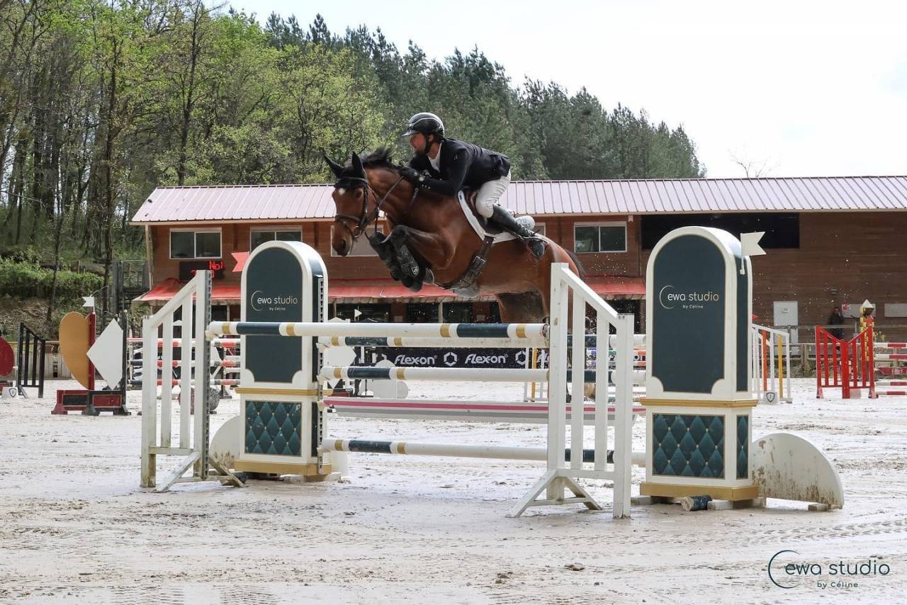 Mare Selle Français For sale 2018 Bay