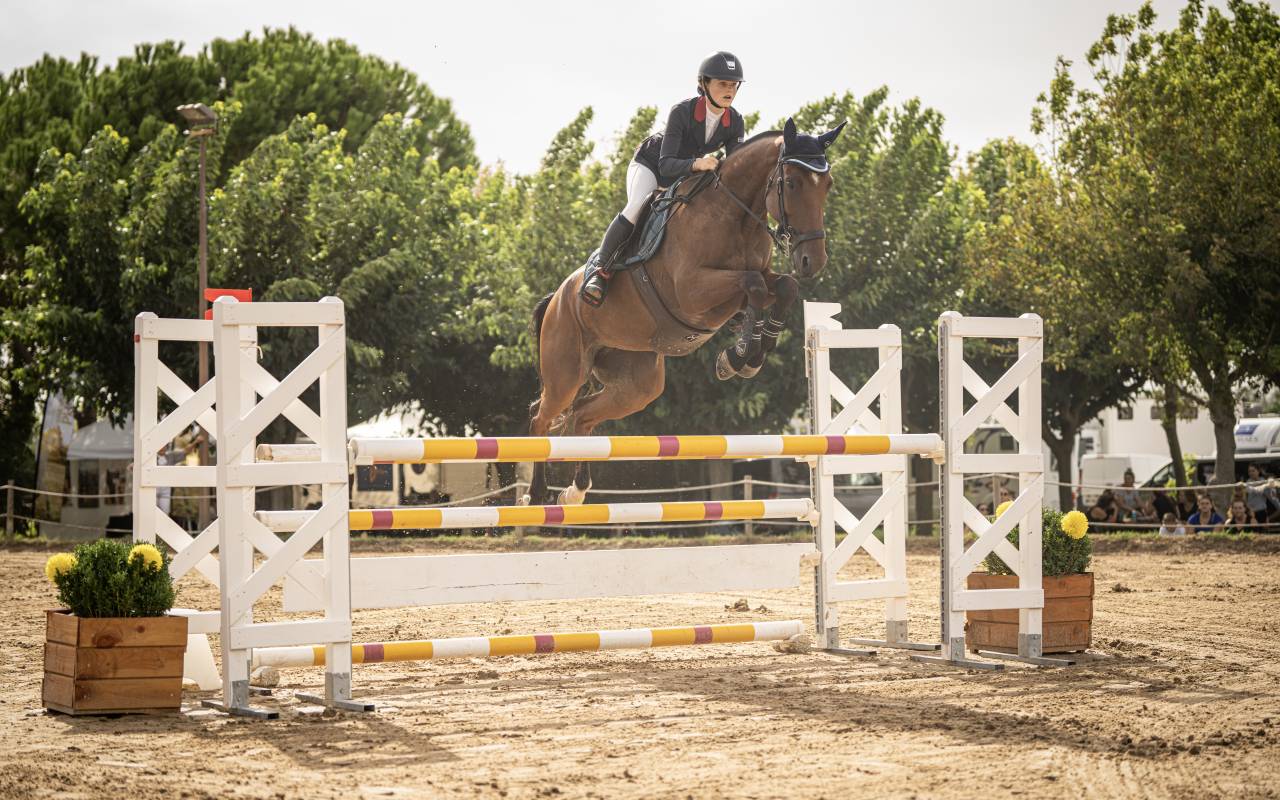 Mare Selle Français For sale 2018 Bay