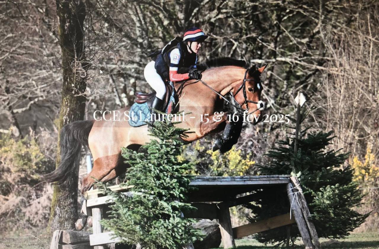 Mare Selle Français For sale 2018 Bay