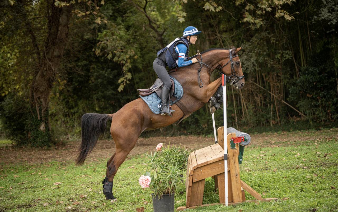 Mare Selle Français For sale 2018 Bay