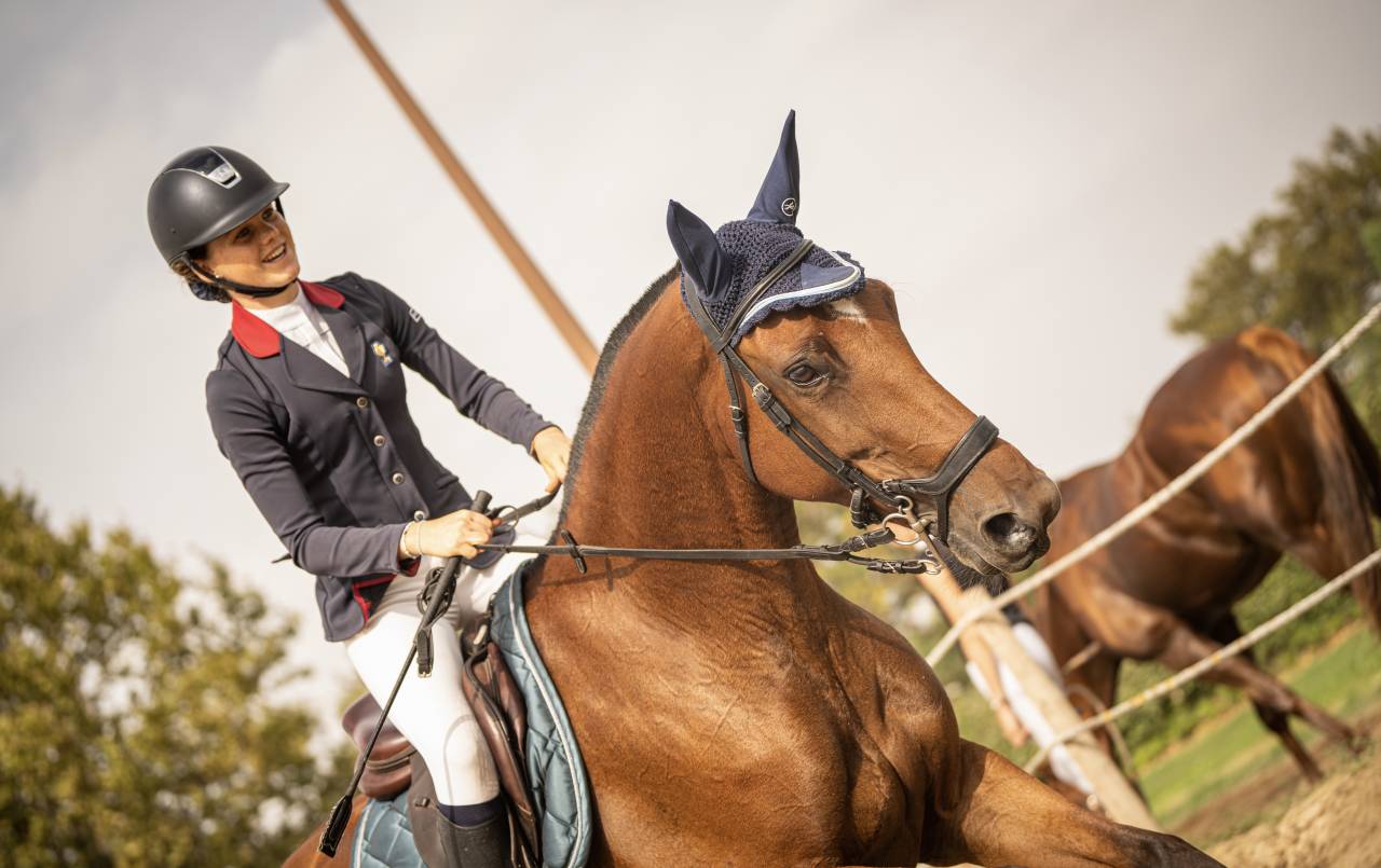 Mare Selle Français For sale 2018 Bay