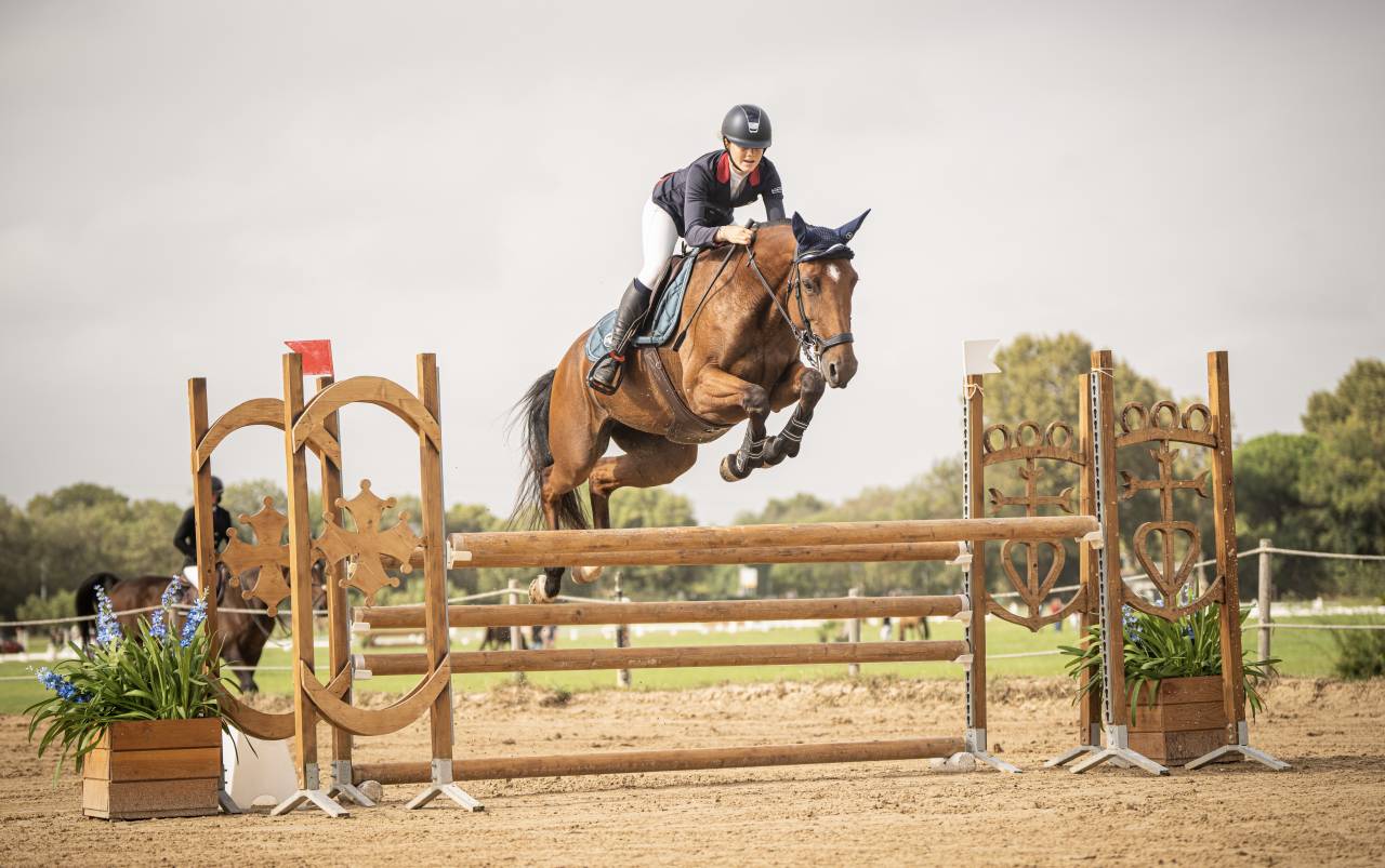 Mare Selle Français For sale 2018 Bay