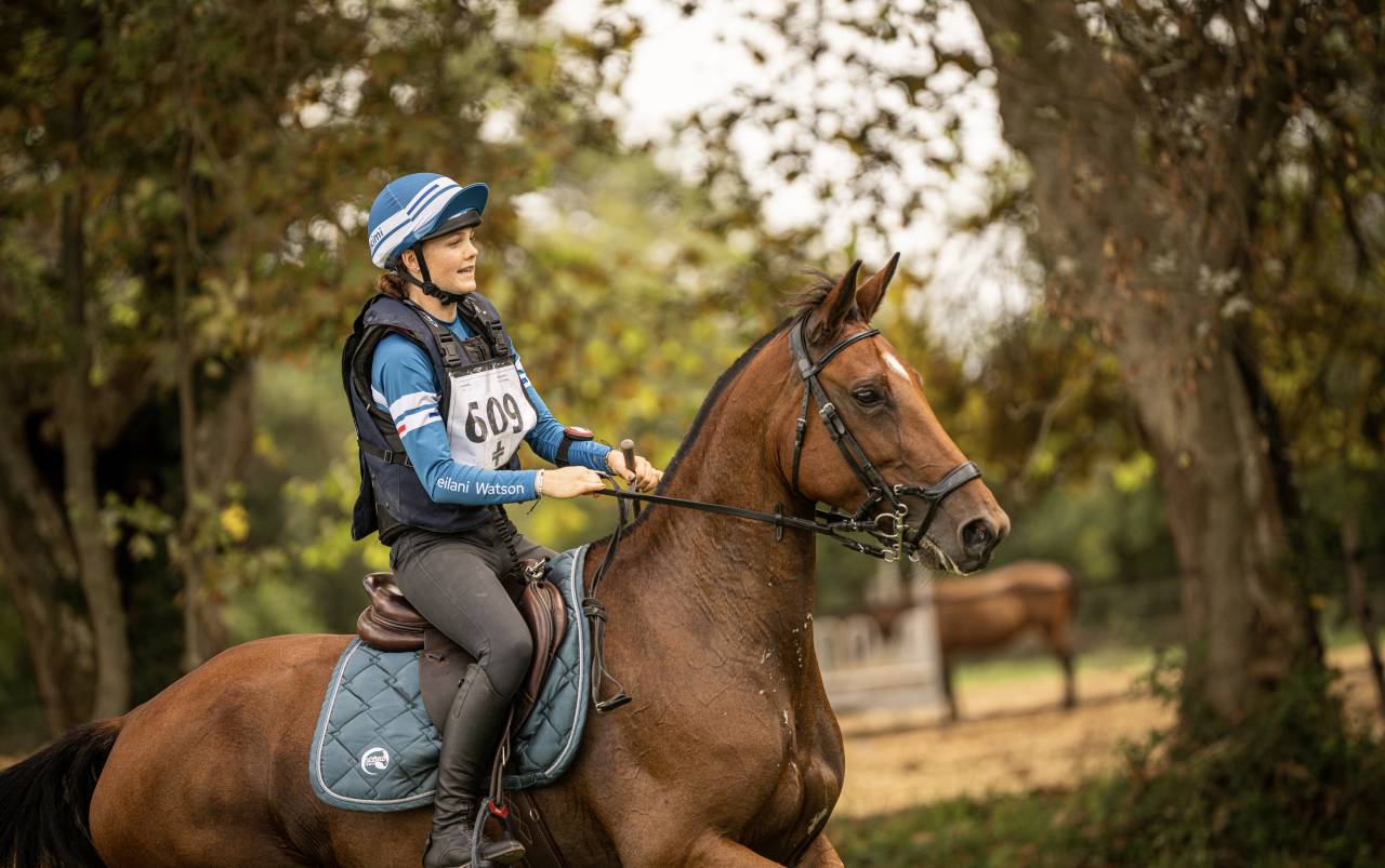 Mare Selle Français For sale 2018 Bay