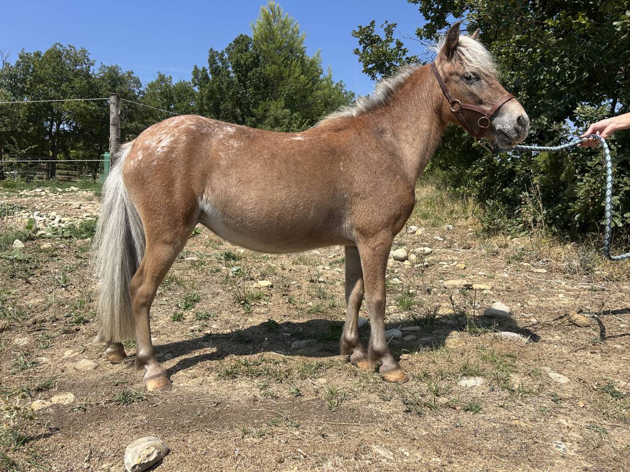 Mare No Origin Recorded For sale 2021 Other color