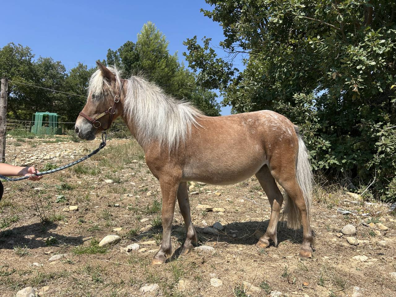 Mare No Origin Recorded For sale 2021 Other color