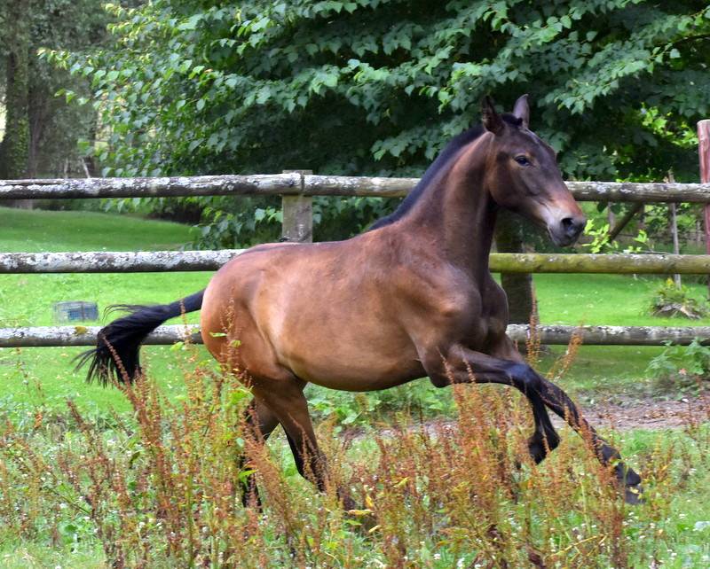 Filly PRE Pure Spanish Bred For sale 2024 Bay