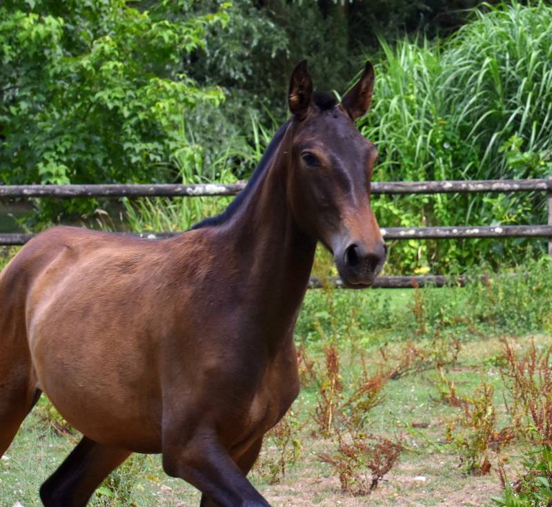 Filly PRE Pure Spanish Bred For sale 2024 Bay