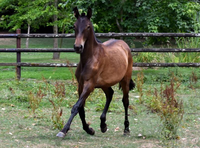 Filly PRE Pure Spanish Bred For sale 2024 Bay