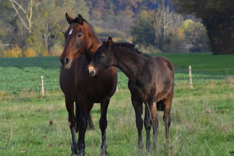 Filly PRE Pure Spanish Bred For sale 2024 Bay
