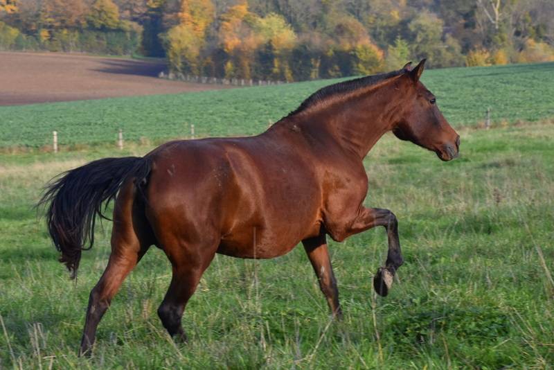 Filly PRE Pure Spanish Bred For sale 2024 Bay