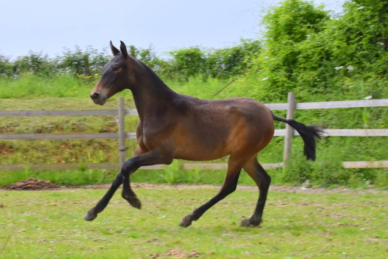 Filly PRE Pure Spanish Bred For sale 2024 Bay