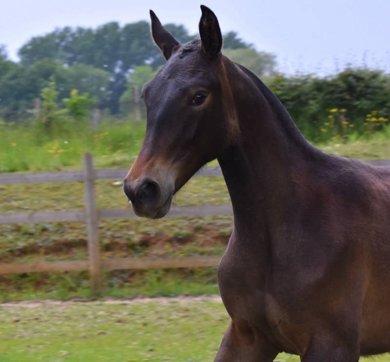 Filly PRE Pure Spanish Bred For sale 2024 Bay