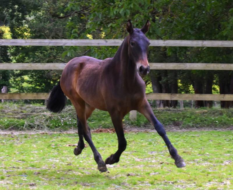 Filly PRE Pure Spanish Bred For sale 2024 Bay