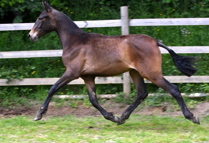 Filly PRE Pure Spanish Bred For sale 2024 Bay
