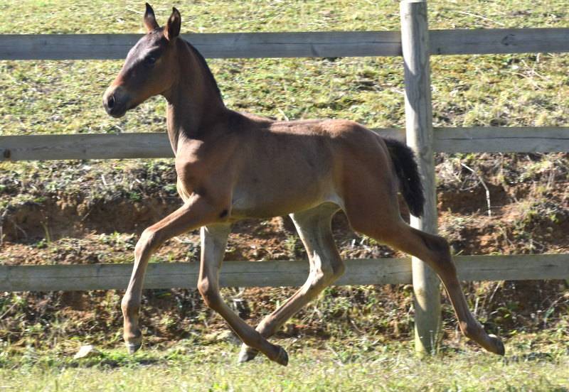 Filly PRE Pure Spanish Bred For sale 2024 Bay