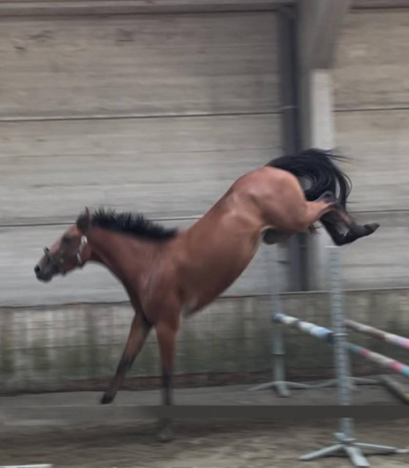 Mare sBs Belgian Warmblood For sale 2022 Bay