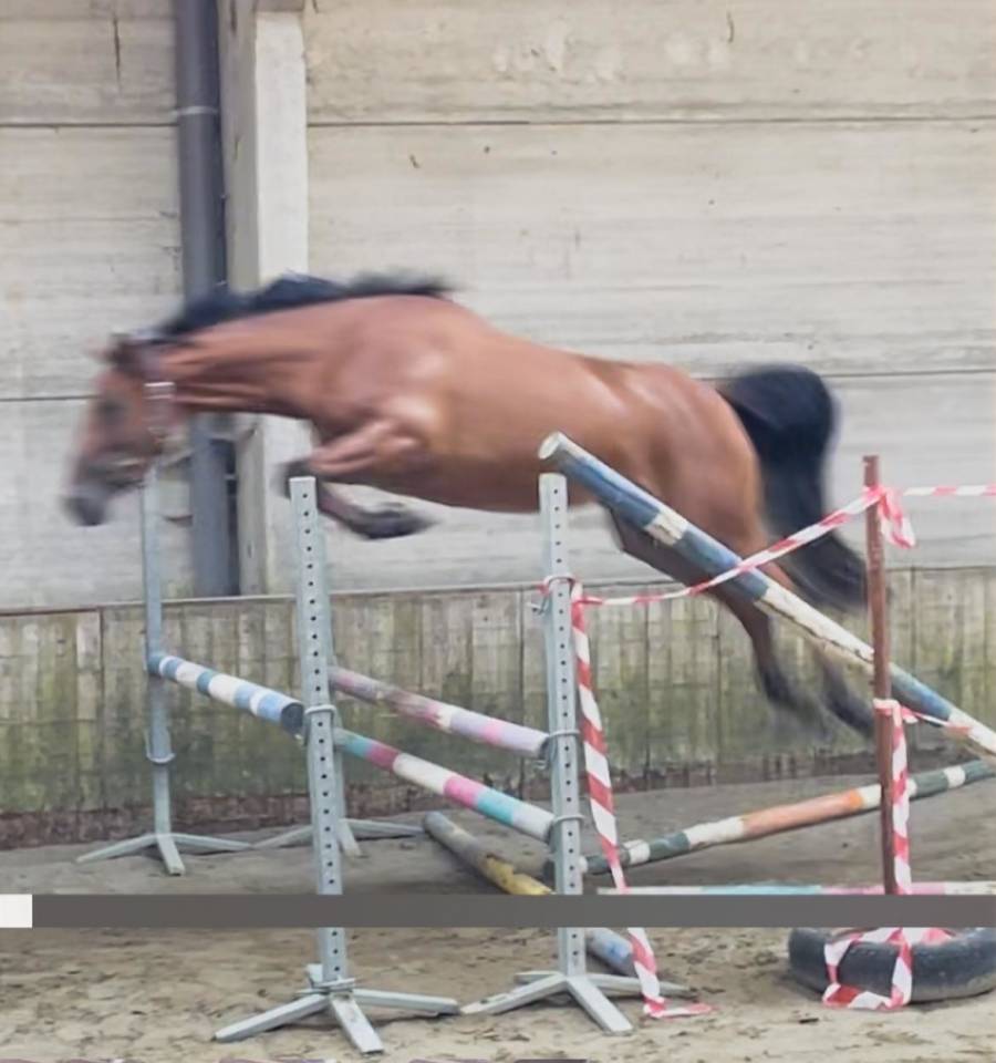 Mare sBs Belgian Warmblood For sale 2022 Bay