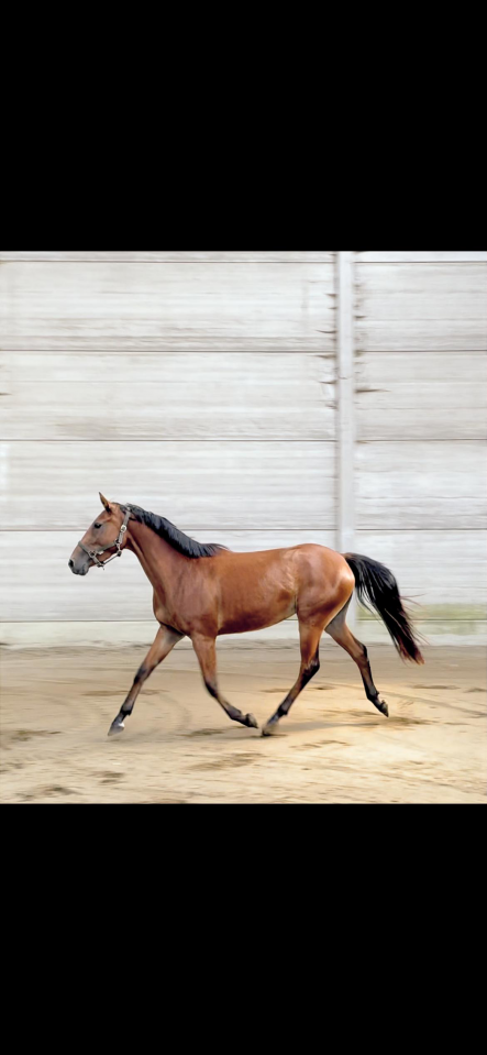 Mare sBs Belgian Warmblood For sale 2022 Bay