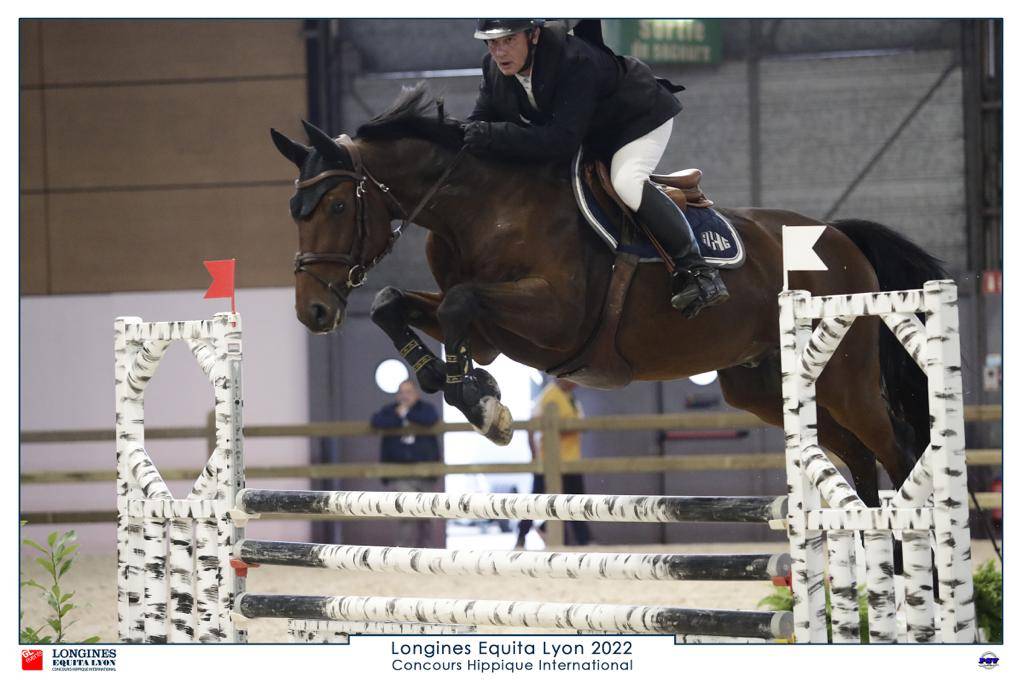 Gelding Zangersheide For sale 2012 Bay