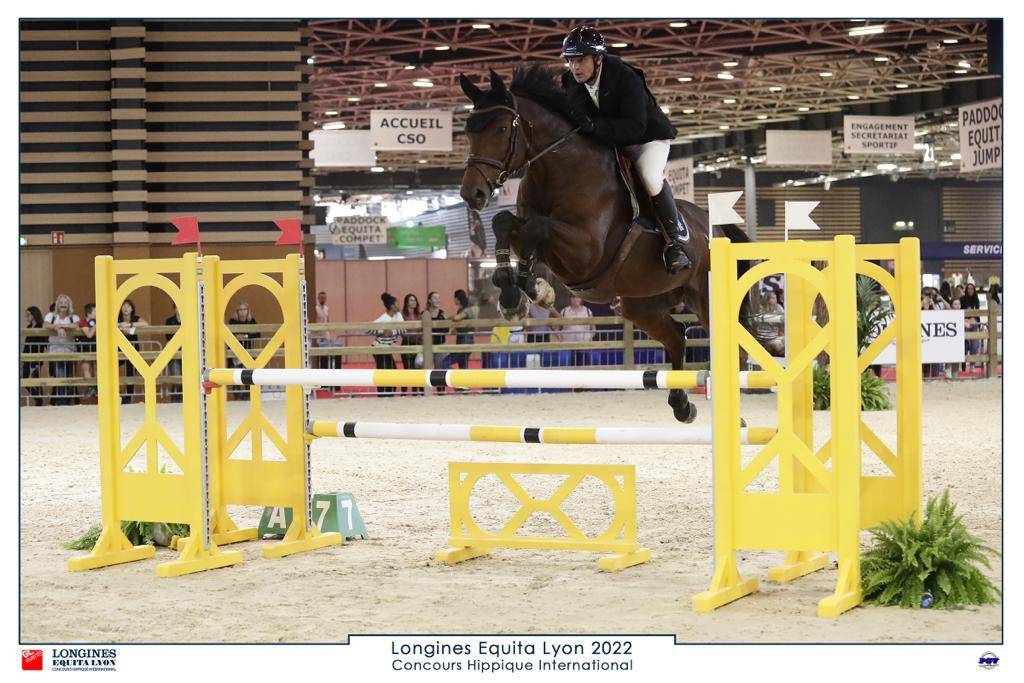 Gelding Zangersheide For sale 2012 Bay