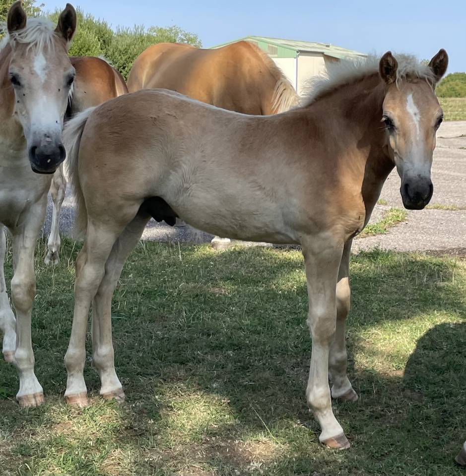 Colt Haflinger For sale 2025 Silver dapple