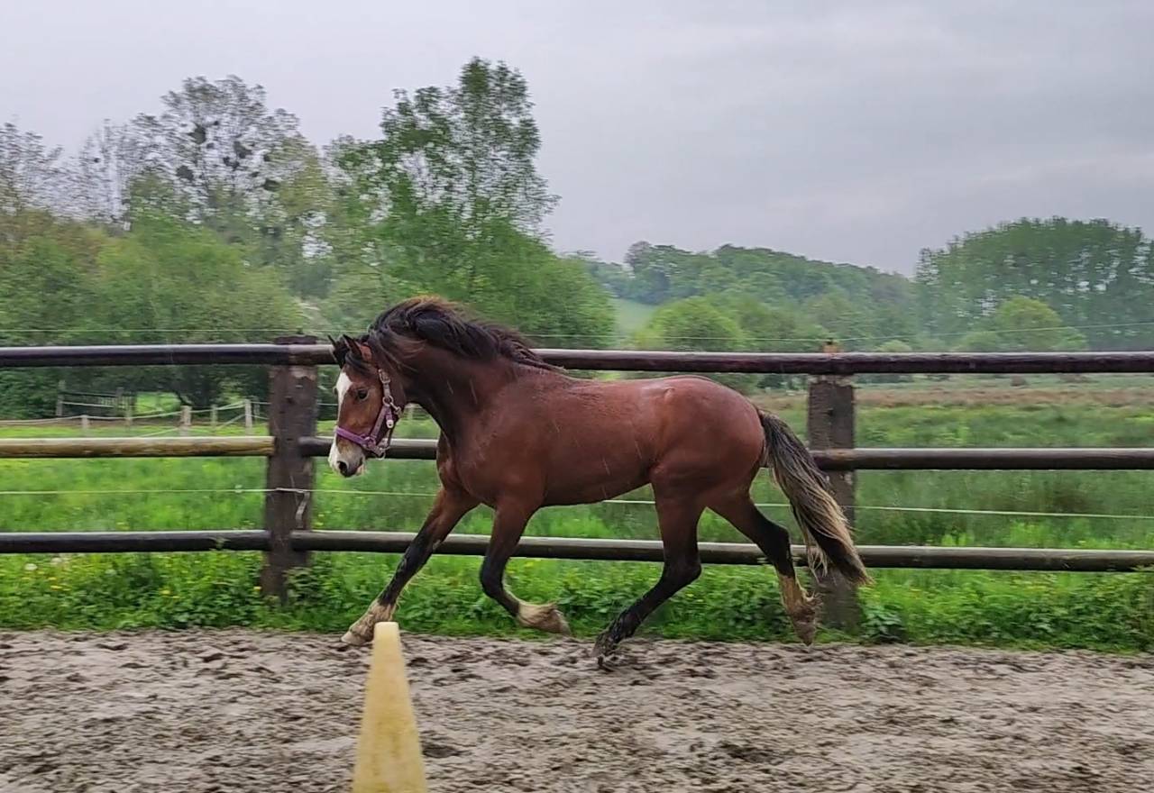 Gelding Welsh Part Bred For sale 2021 Bay