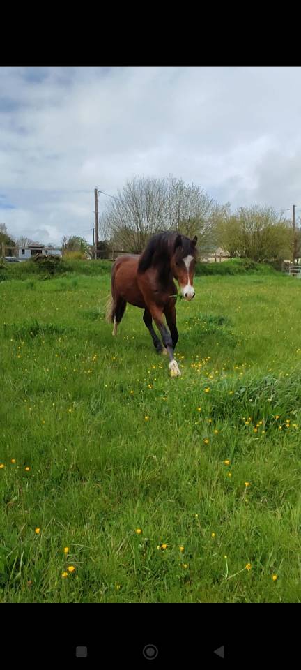 Gelding Welsh Part Bred For sale 2021 Bay