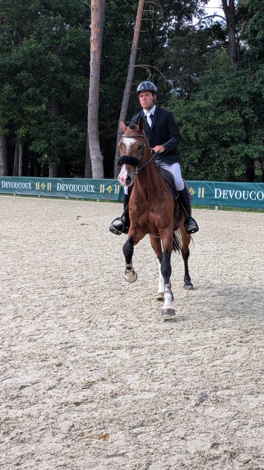 Gelding Welsh Part Bred For sale 2021 Bay