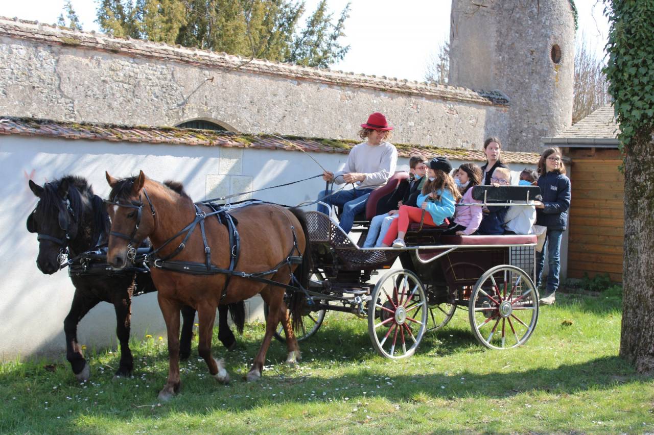 Carriage - Marathon for leisure   