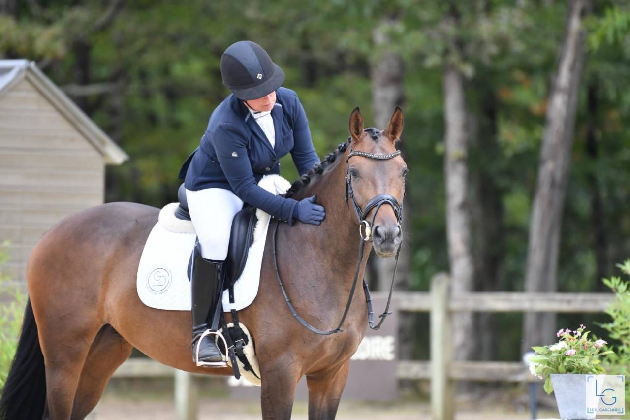 Mare Selle Français For sale 2019 Dark Bay