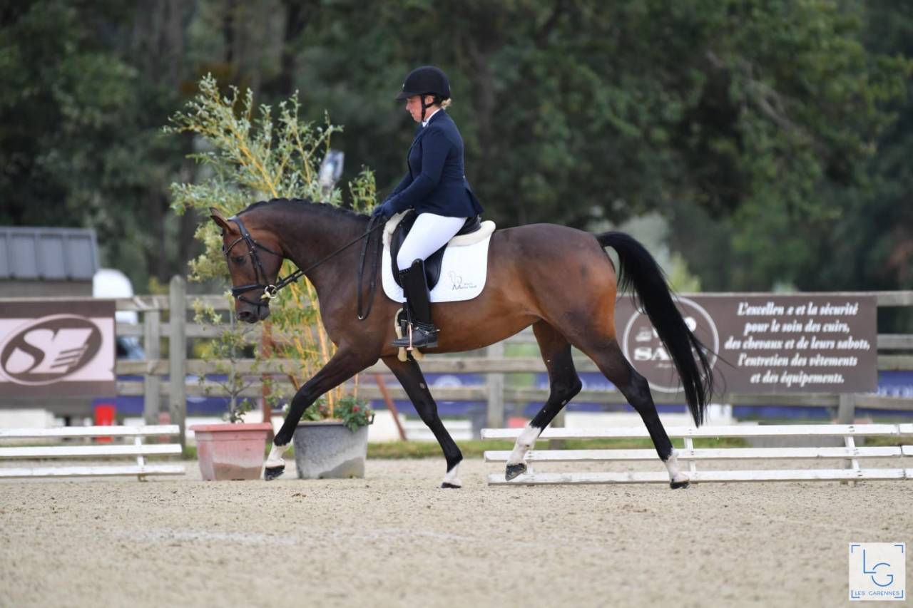 Mare Selle Français For sale 2019 Dark Bay