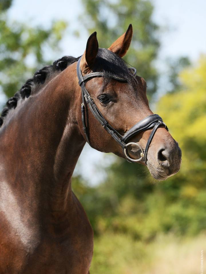 Mare Selle Français For sale 2019 Dark Bay