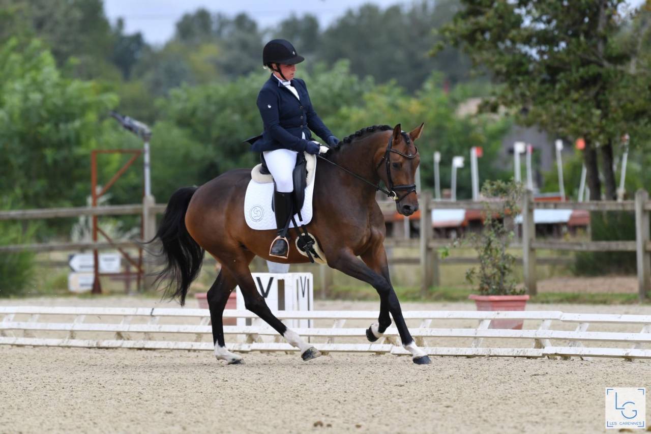 Mare Selle Français For sale 2019 Dark Bay