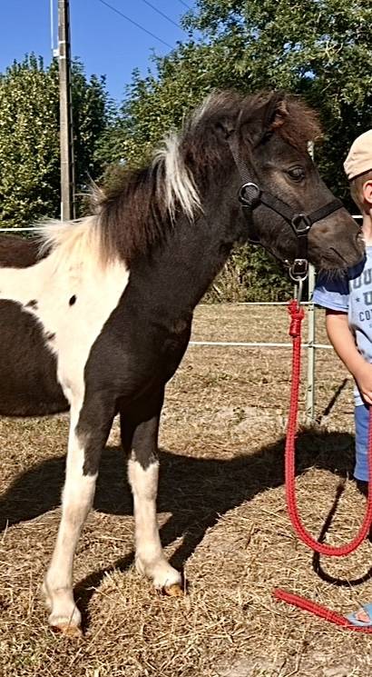 Filly Origin Recorded For sale 2025 Tobiano