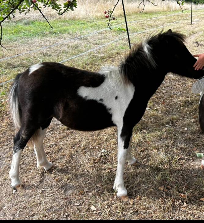 Filly Origin Recorded For sale 2025 Tobiano