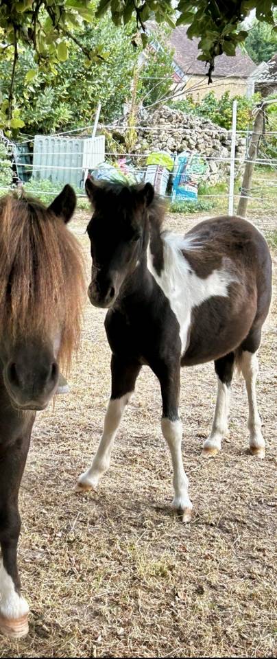 Filly Origin Recorded For sale 2025 Tobiano