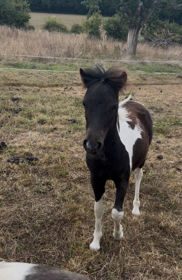 Filly Origin Recorded For sale 2025 Tobiano