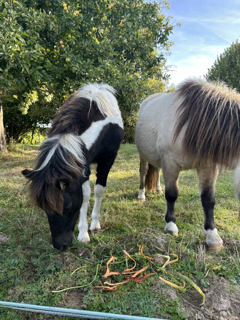 Filly Origin Recorded For sale 2025 Tobiano